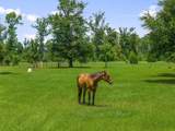 13935 Blue Springs Road - Photo 117