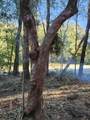 Lot 37 Diane Place - Photo 13