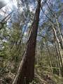 Tract#6409 Davis Road - Photo 11