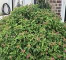 26 Okahatchee Circle - Photo 8
