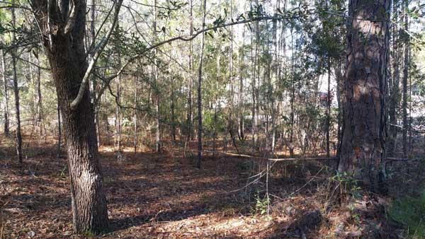Lot #35 Bayou Circle - Photo 1