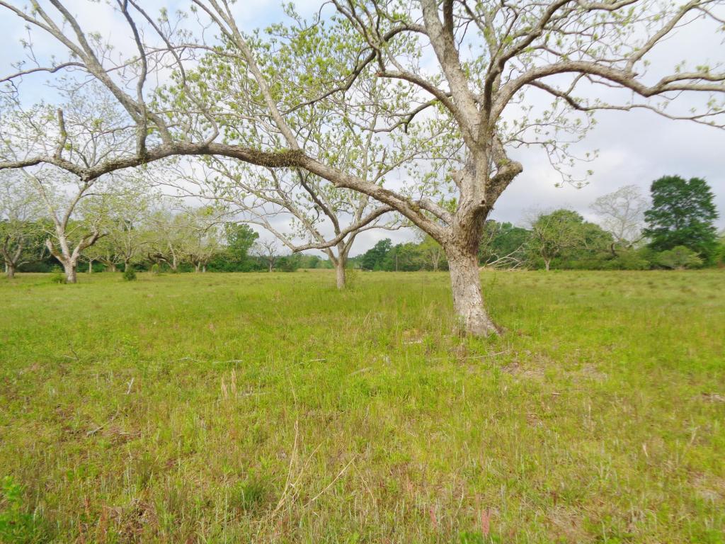 150 Acres Perkins Road - Photo 1