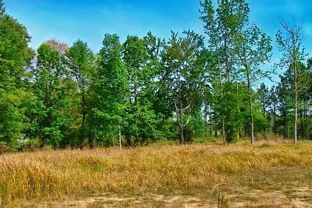 7.3 Ac Padgett Farm Road - Photo 1