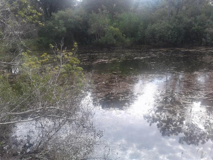 .93 Acre Windsor Drive - Photo 1