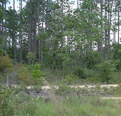 5Acres South Drive - Photo 1