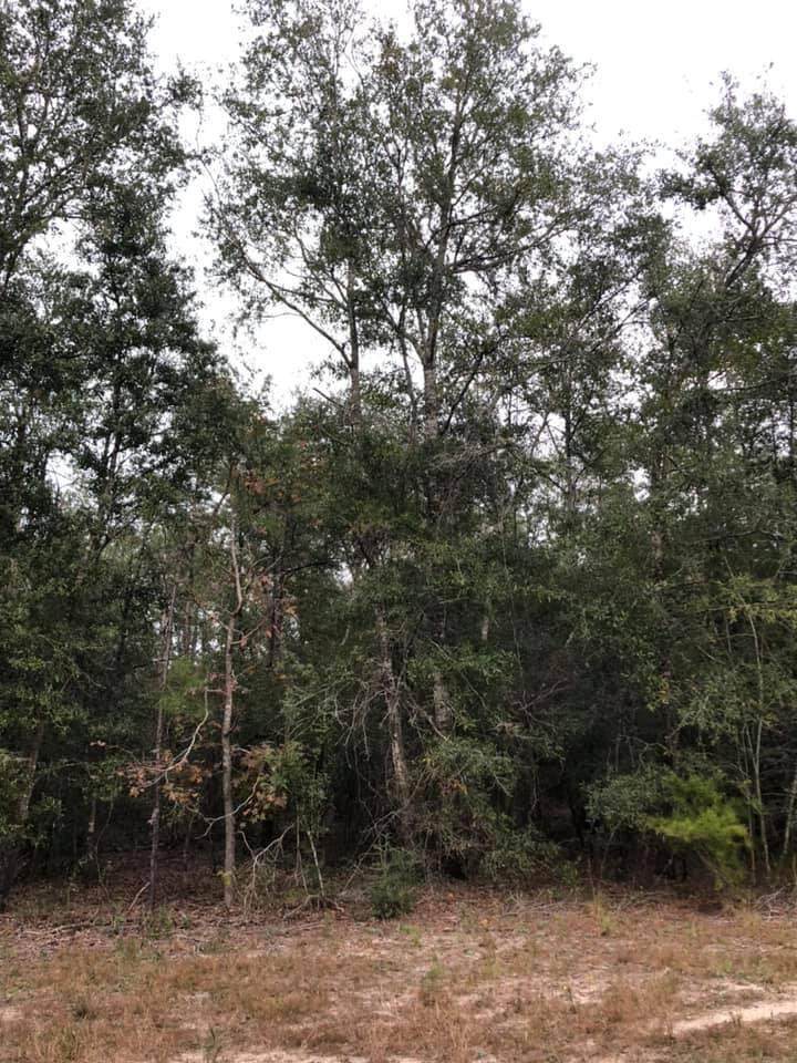 0000 Mossey Bend Road - Photo 1