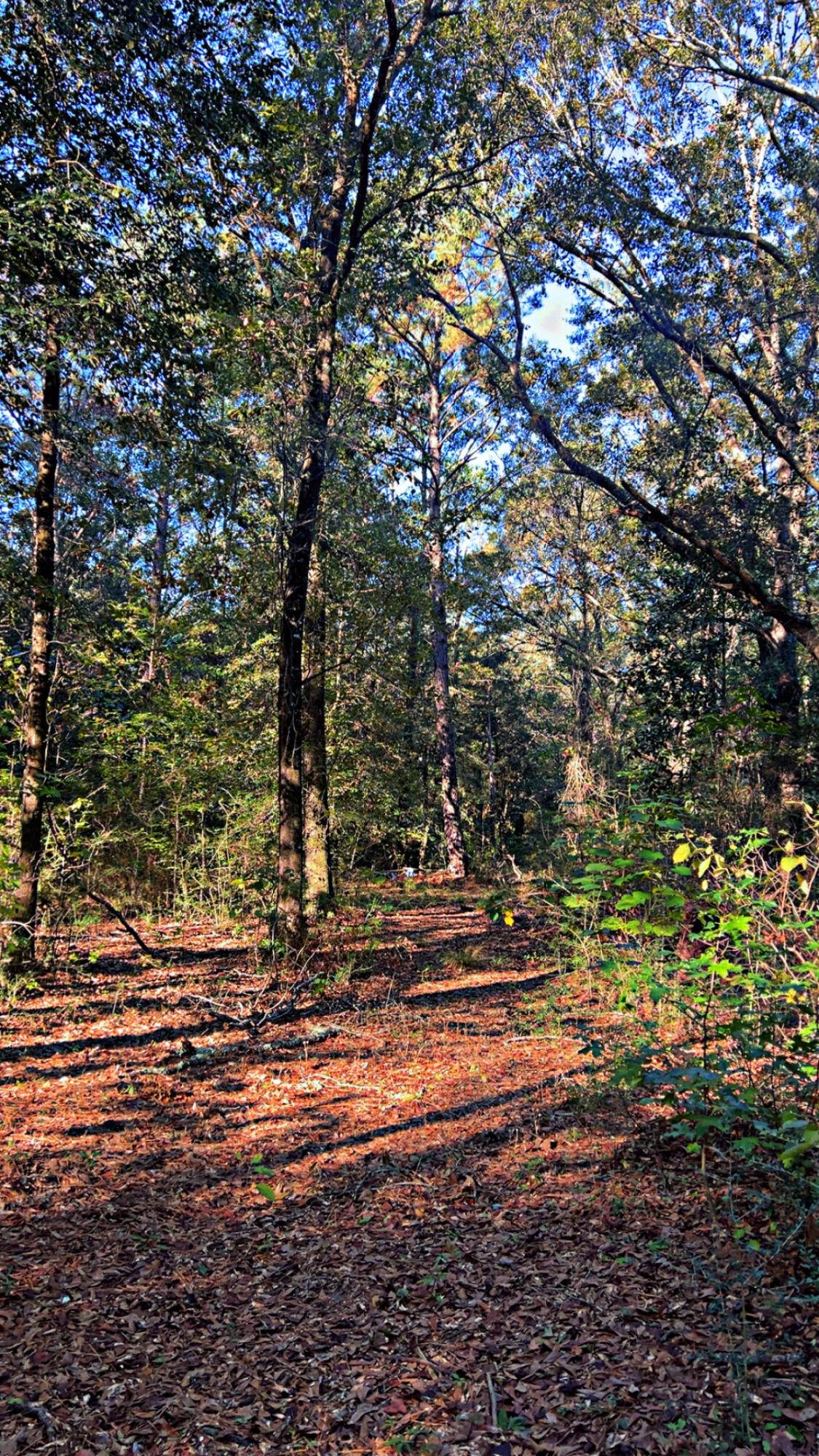 8092 Highway 393 - Photo 1