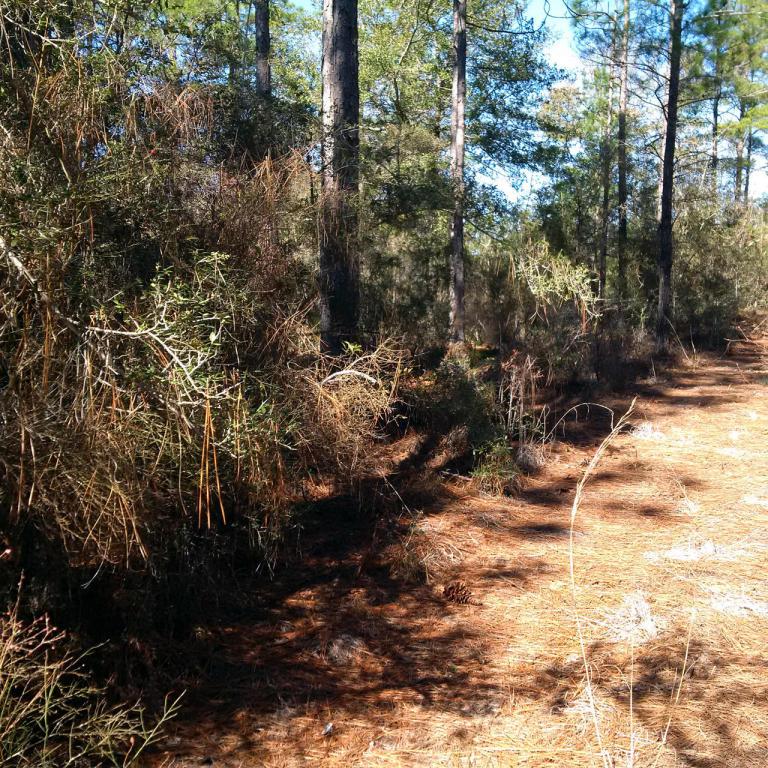 Lot 18 Red Mulberry Lane - Photo 1