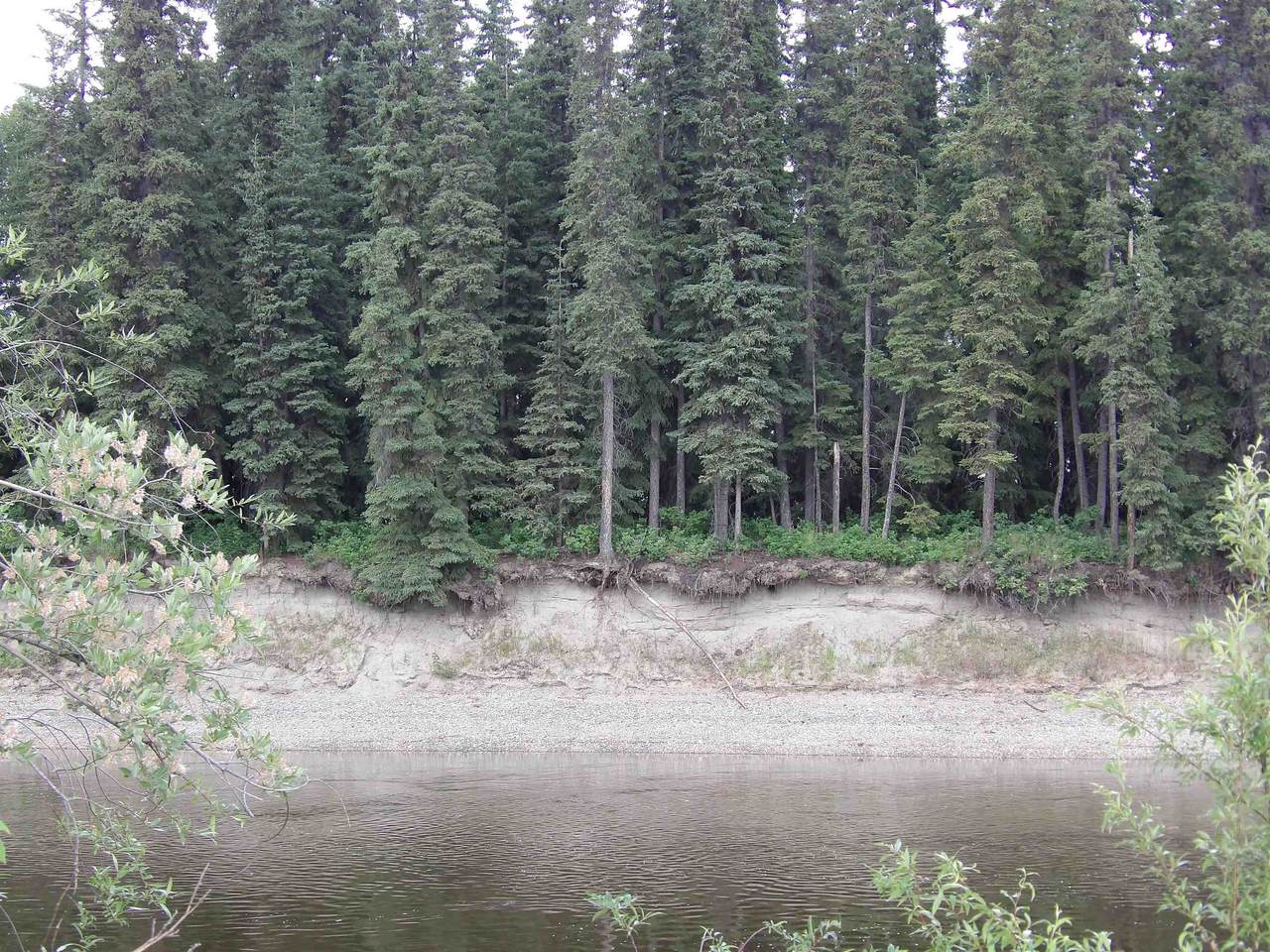 NHN Chena Landings Loop Road - Photo 1