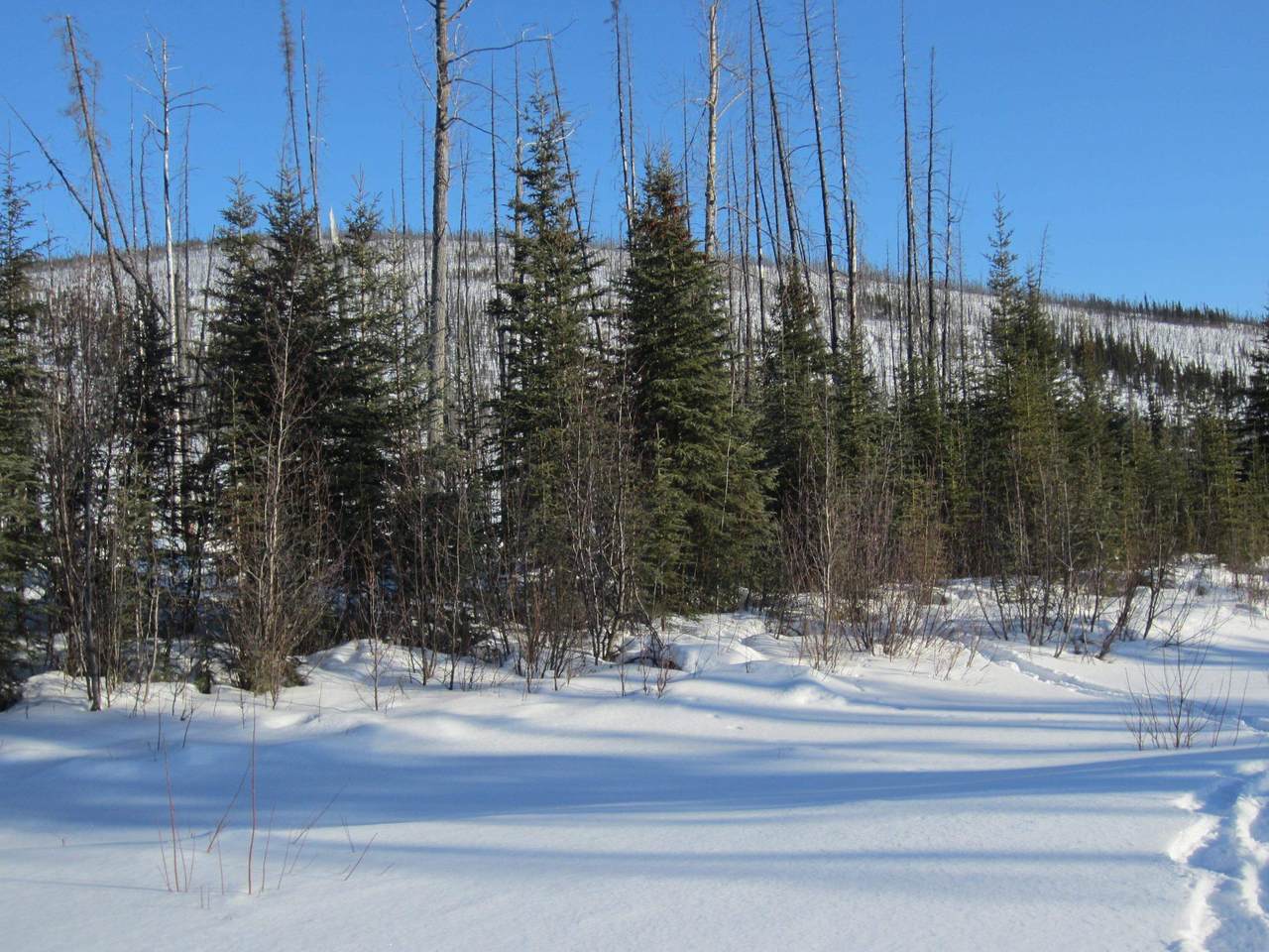 NHN North Fork Chena River - Photo 1