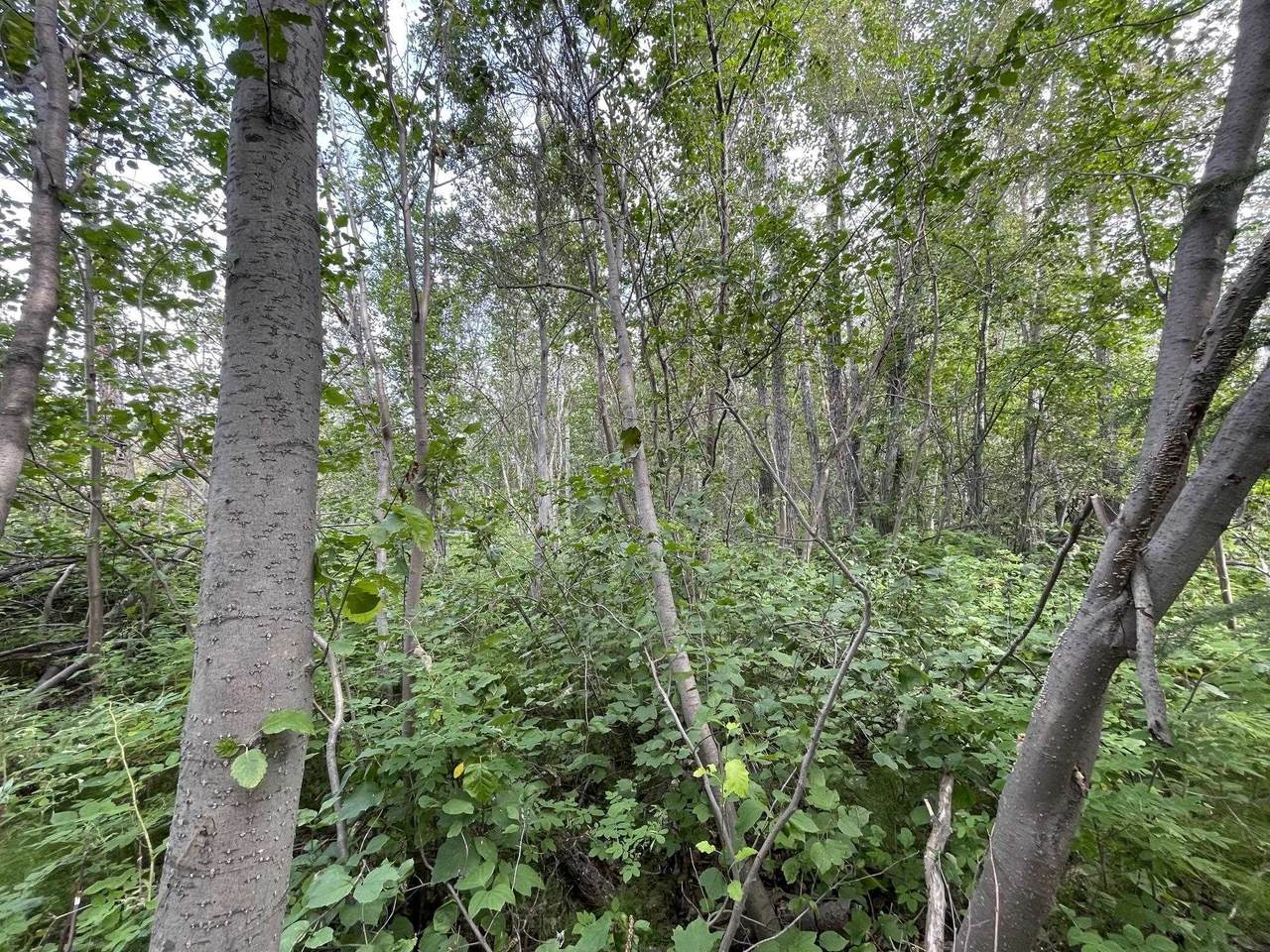 https://bt-photos.global.ssl.fastly.net/fairbanks/1280_boomver_2_160928-2.jpg