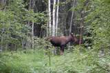 3530 Moonshine Run - Photo 33