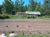 152 MILE Elliott Highway - Photo 16