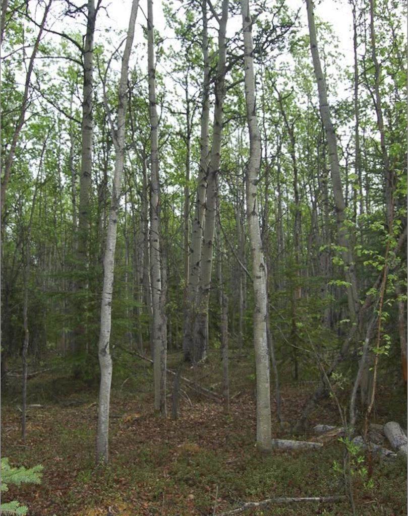 https://bt-photos.global.ssl.fastly.net/fairbanks/orig_boomver_1_160930-2.jpg