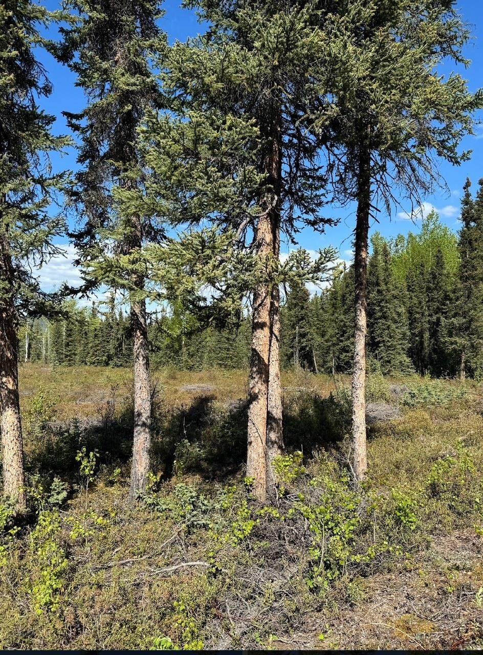 https://bt-photos.global.ssl.fastly.net/fairbanks/orig_boomver_1_161444-2.jpg