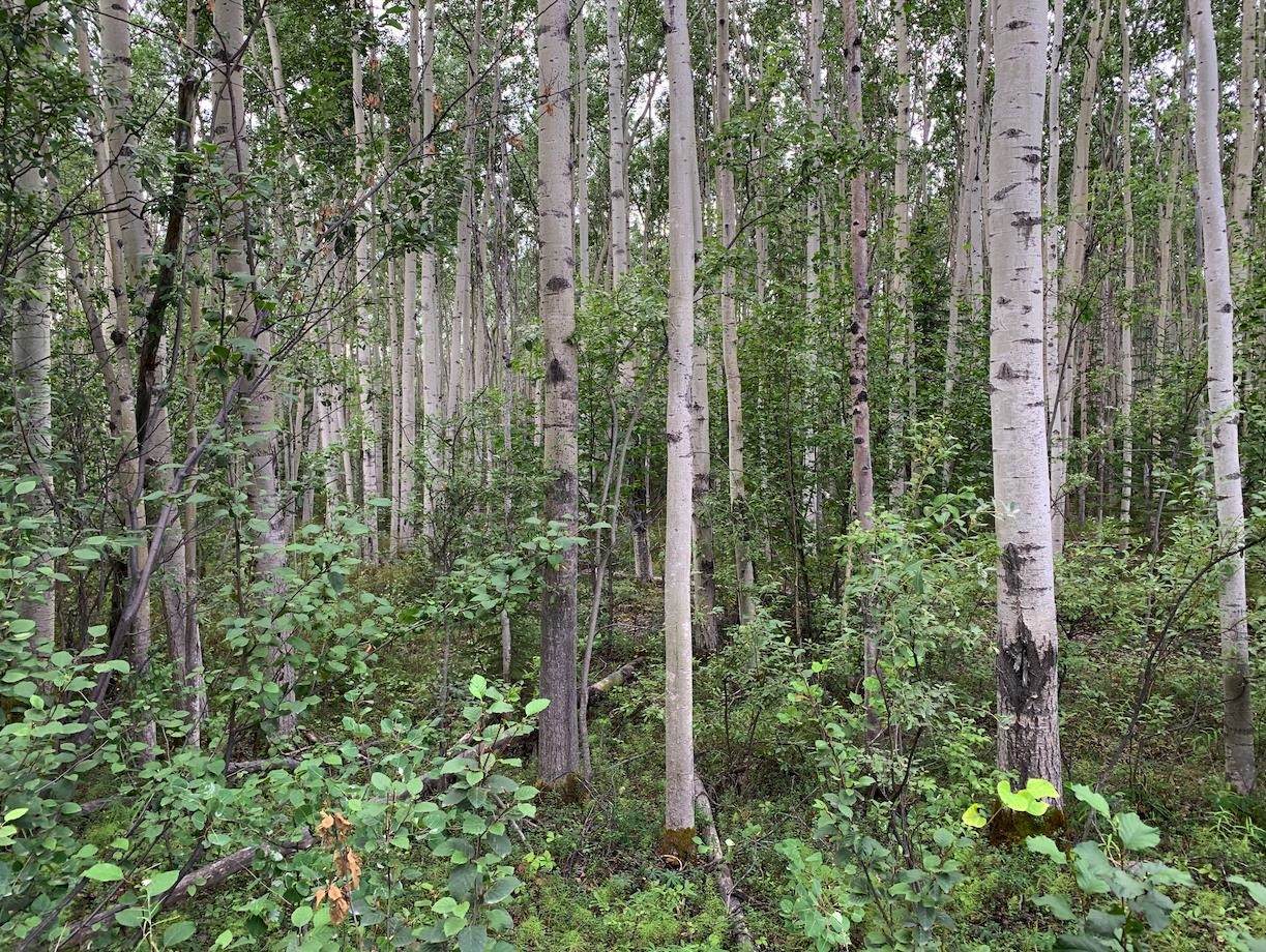 NHN Mile 276.5 Parks Hwy - Photo 1