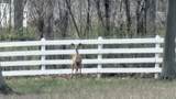 2734 Catawba Road - Photo 74