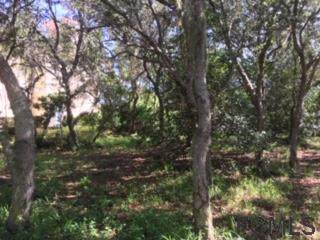 694 Mahogany Run - Photo 1