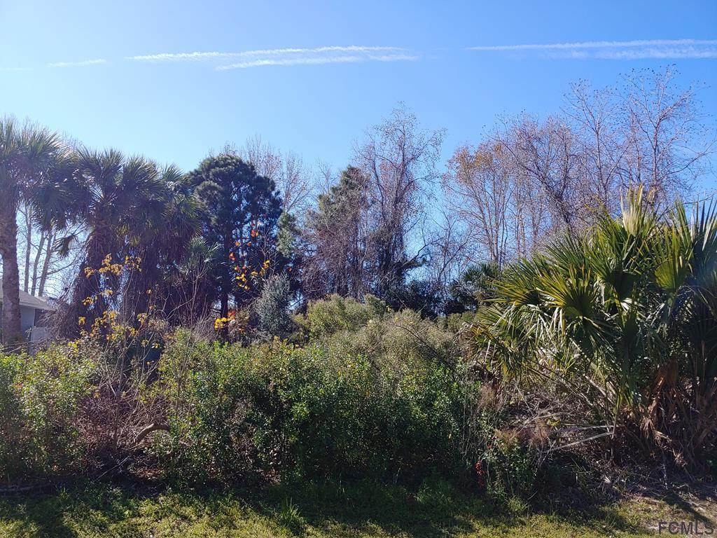 165 Bird Of Paradise - Photo 1