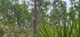 27274 Green Gulf Boulevard - Photo 4