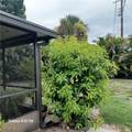 2324 Caladium Road - Photo 42