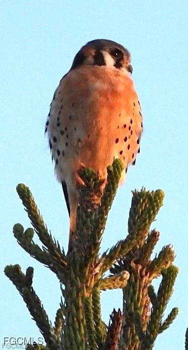 https://bt-photos.global.ssl.fastly.net/flgulf/orig_boomver_2_2026005185-2.jpg