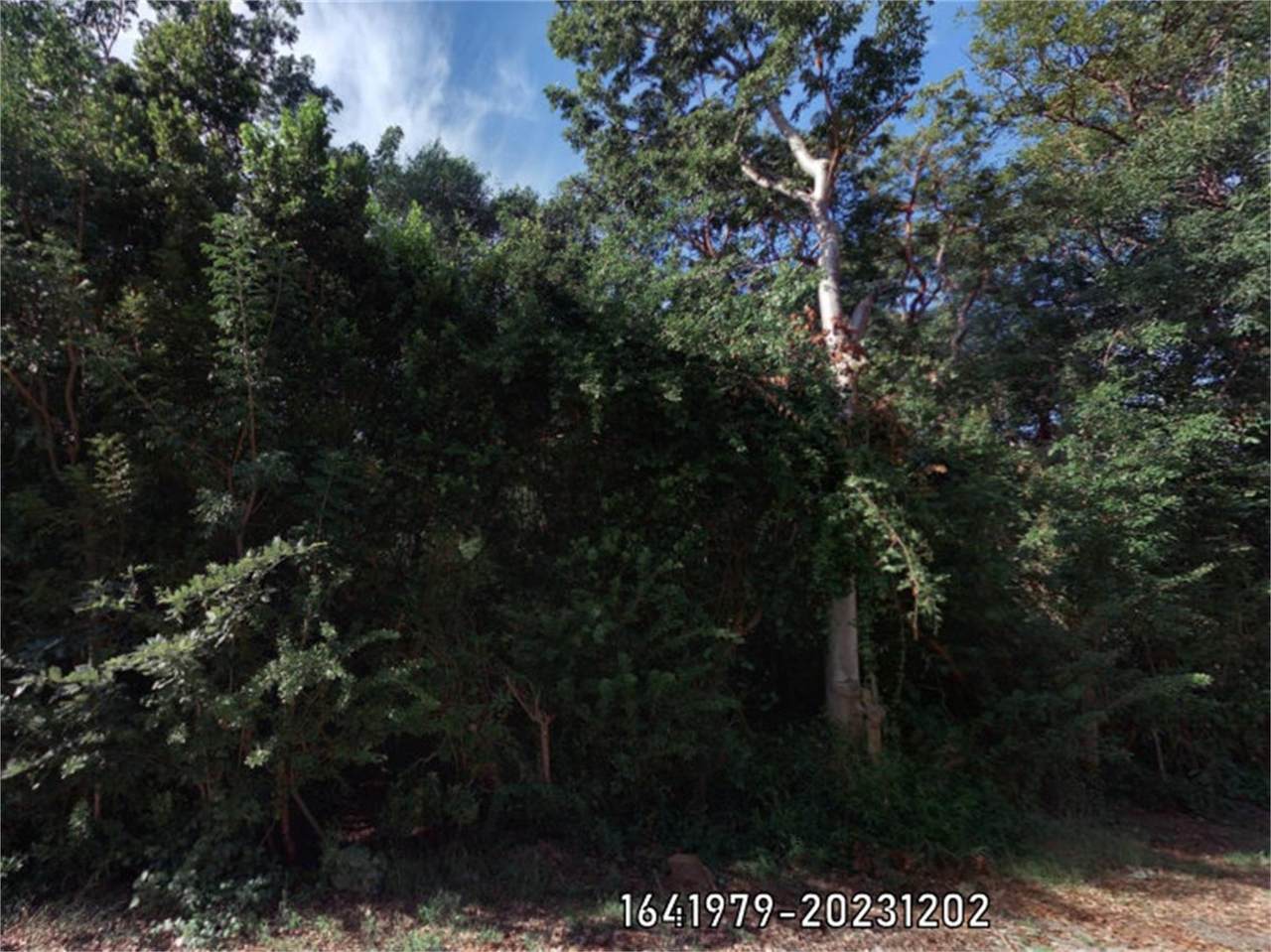 Poinsetta Drive - Photo 1
