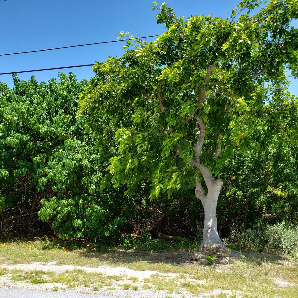 195 Indies Drive - Photo 1