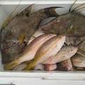1 Mundy The Pirate Seafood Way - Photo 7
