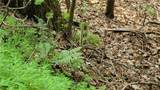1012 Wild Turkey Bluff - Photo 12