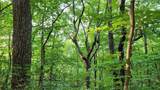 1012 Wild Turkey Bluff - Photo 13