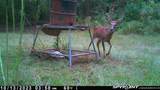 3437 Us Highway 82 - Photo 34