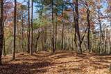 LOT 40 Preserve Trail - Photo 9