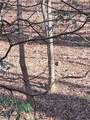 00 Crooked Creek - Photo 11
