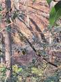 00 Crooked Creek - Photo 13