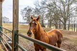 31 Old Hardin Bridge Road - Photo 115