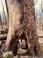 280 Big Stump Mountain Trail - Photo 7