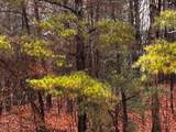 000 Talona Road - Photo 11