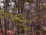 000 Talona Road - Photo 12