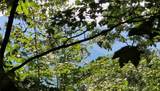 Lot 17 Abbott Mill Road - Photo 1