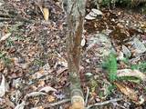 1806 Browning Road - Photo 24