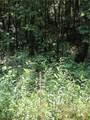 00 Chopped Oak Road - Photo 15