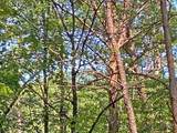 10.59 Ac, T S Jarrard Road - Photo 10