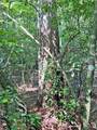 10.59 Ac, T S Jarrard Road - Photo 7