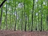 39.2ac Falling Pines Road - Photo 6