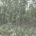 1251 Rambling Road - Photo 7