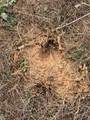 0 Rutledge Road - Photo 12