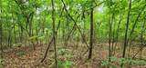 0000 Rabbit Farm Road - Photo 19