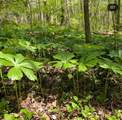 857 Talking Rock Falls - Photo 27