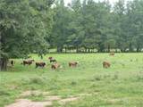1650 Locklin Cemetery Road - Photo 16